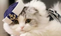 猫的次元吃瓜爆料,揭秘娱乐圈那些不为人知的秘密